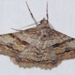 Gastrinodes bitaeniaria (Buff Bark Moth) at suppressed by PJH123
