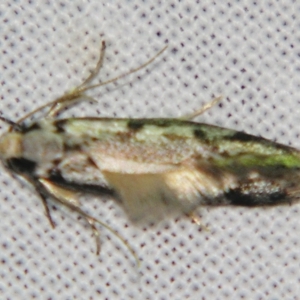 Unidentified Curved-horn moth (all Gelechioidea except Oecophoridae) at suppressed by PJH123