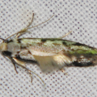 Eusemocosma pruinosa (Philobota Group Concealer Moth) at Sheldon, QLD - 14 Aug 2007 by PJH123