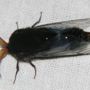 Hyalarcta huebneri (Leafy Case Moth) at suppressed by PJH123