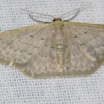 Idaea philocosma (Flecked Wave) at Sheldon, QLD - 14 Aug 2007 by PJH123