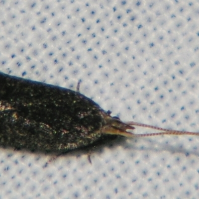 Lecithoceridae (family) (A Gelechioid moth) at Sheldon, QLD - 14 Aug 2007 by PJH123