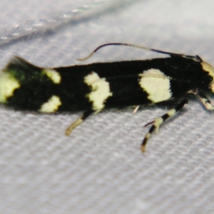 Limnaecia scoliosema (A Cosmet moth) at suppressed by PJH123