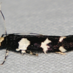 Limnaecia scoliosema at suppressed - suppressed