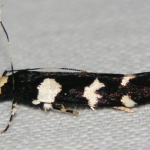 Limnaecia scoliosema at suppressed - suppressed