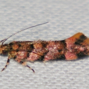 Macrobathra rubicundella at Sheldon, QLD - suppressed