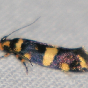 Catadoceta xanthostephana (Catadoceta xanthostephana) at suppressed by PJH123