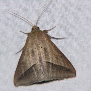Mocis frugalis at Sheldon, QLD - suppressed