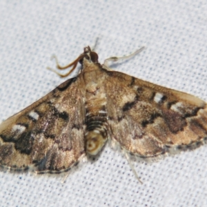 Nacoleia rhoeoalis at Sheldon, QLD - suppressed