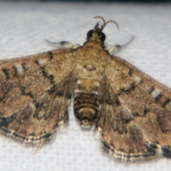 Nacoleia rhoeoalis at Sheldon, QLD - suppressed