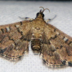 Nacoleia rhoeoalis at Sheldon, QLD - suppressed