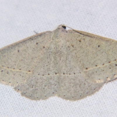 Nearcha (genus) at Sheldon, QLD - 14 Aug 2007 by PJH123