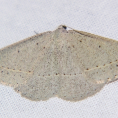 Unidentified Geometer moth (Geometridae) at Sheldon, QLD - 14 Aug 2007 by PJH123