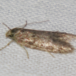 Blastobasis (genus) at suppressed by PJH123