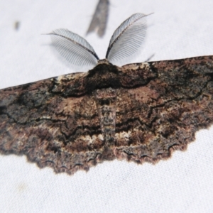 Pholodes sinistraria at Sheldon, QLD - 14 Aug 2007