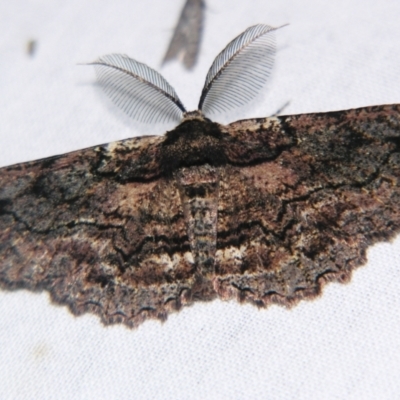 Pholodes sinistraria (Sinister or Frilled Bark Moth) at Sheldon, QLD - 14 Aug 2007 by PJH123