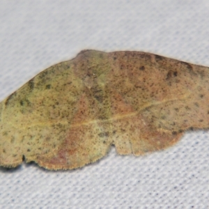 Sophta concavata at Sheldon, QLD - suppressed