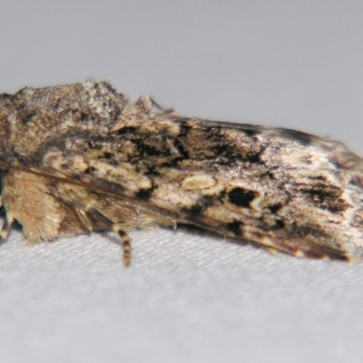 Spodoptera mauritia (Lawn Armyworm) at Sheldon, QLD - 14 Aug 2007 by PJH123
