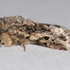 Spodoptera mauritia (Lawn Armyworm) at Sheldon, QLD - 14 Aug 2007 by PJH123