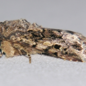 Spodoptera mauritia at suppressed by PJH123