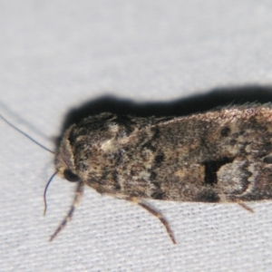 Thoracolopha verecunda at Sheldon, QLD - 14 Aug 2007