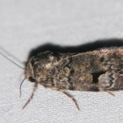 Thoracolopha verecunda (A Noctuid moth (Acronictinae)) at Sheldon, QLD - 14 Aug 2007 by PJH123