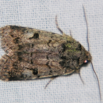 Thoracolopha verecunda (A Noctuid moth (Acronictinae)) at Sheldon, QLD - 14 Aug 2007 by PJH123