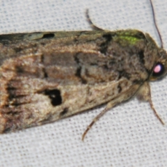 Thoracolopha verecunda at Sheldon, QLD - 14 Aug 2007