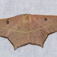 Traminda aventiaria (A Geometer moth) at Sheldon, QLD - 14 Aug 2007 by PJH123