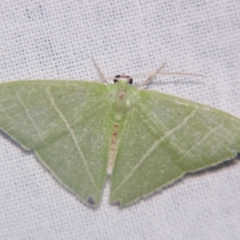 Urolitha bipunctifera (An Emerald moth) at Sheldon, QLD - 14 Aug 2007 by PJH123