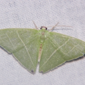 Urolitha bipunctifera at Sheldon, QLD - suppressed