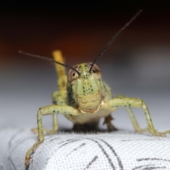 Valanga irregularis (Hedge Grasshopper) at Wellington Point, QLD - 21 Sep 2023 by TimL