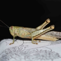 Valanga irregularis at Wellington Point, QLD - 21 Sep 2023