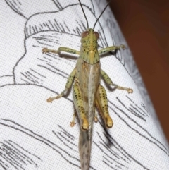 Valanga irregularis at Wellington Point, QLD - suppressed