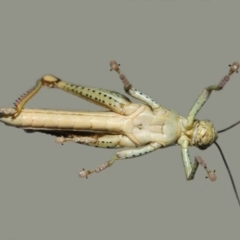 Valanga irregularis at Wellington Point, QLD - suppressed