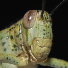 Valanga irregularis (Hedge Grasshopper) at Wellington Point, QLD - 21 Sep 2023 by TimL