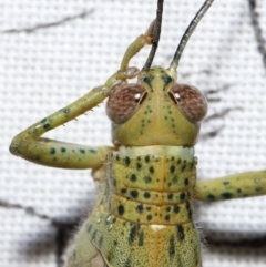 Valanga irregularis at Wellington Point, QLD - 21 Sep 2023