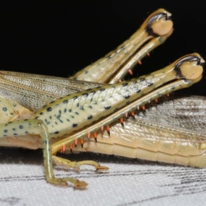 Valanga irregularis at Wellington Point, QLD - 21 Sep 2023