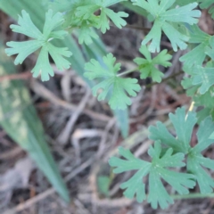 Geranium sp. (Geranium) at Sullivans Creek, Turner - 18 Sep 2023 by ConBoekel