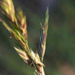 Bromus catharticus (Prairie Grass) at Turner, ACT - 18 Sep 2023 by ConBoekel