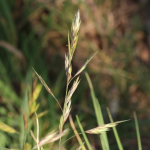 Bromus catharticus at Turner, ACT - 18 Sep 2023