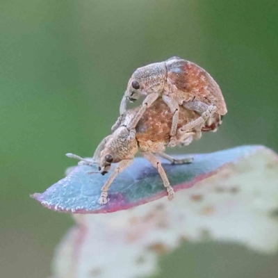 Gonipterus scutellatus (Eucalyptus snout beetle, gum tree weevil) at Sullivans Creek, Turner - 18 Sep 2023 by ConBoekel