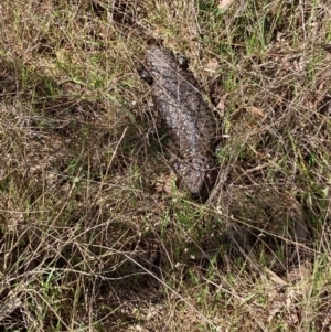 Tiliqua rugosa at Hall, ACT - 20 Sep 2023