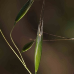 Avena (genus) (Wild Oats) at Turner, ACT - 18 Sep 2023 by ConBoekel