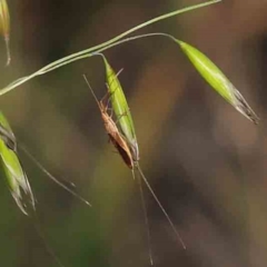 Mutusca brevicornis (A broad-headed bug) at Sullivans Creek, Turner - 18 Sep 2023 by ConBoekel