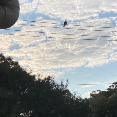 Spilopelia chinensis (Spotted Dove) at Flynn, ACT - 18 Sep 2023 by Rosie