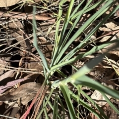 Avena sp. (Wild Oats) at Aranda, ACT - 22 Sep 2023 by lbradley