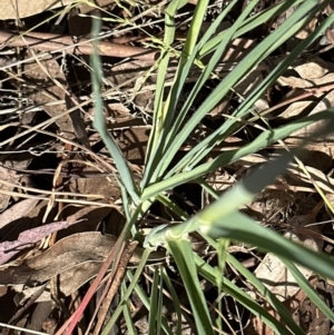 Avena sp. at Aranda, ACT - 23 Sep 2023 09:07 AM