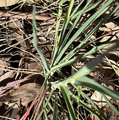 Avena sp. (Wild Oats) at Aranda, ACT - 23 Sep 2023 by lbradley