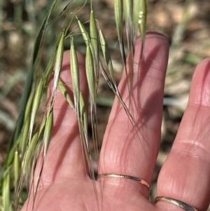 Avena sp. at Aranda, ACT - 23 Sep 2023